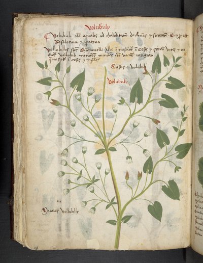 Lägg till MS 41623 f.75v 