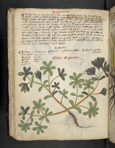 Lägg till MS 41623 f.81v De Portulaca, från 