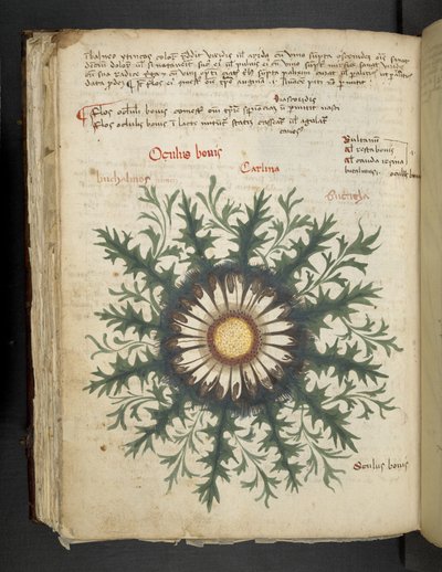 Lägg till MS 41623 f.97v Carlina, från 