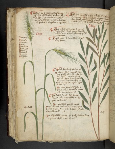 Lägg till MS 41623 f.98v Orzo, från 