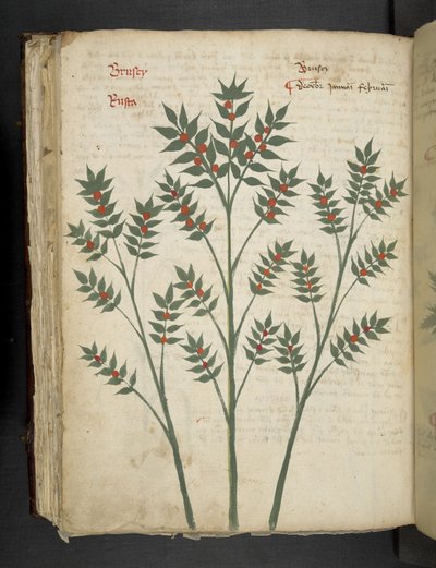 Lägg till MS 41623 f.99v 
