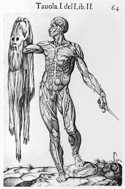 Anatomical Study, skylt 64, illustration från Anatomia del corpo humano av Juan de Valverde (c.1525-c.1587) Rom, 1560 av Italian School