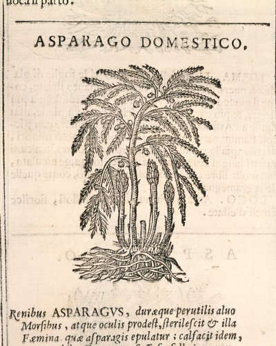 Sparris (Asparagus officinalis), gravyr av Castore Durante av Italian School