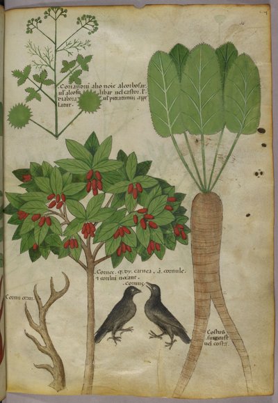Botanisk illustration av växter och fåglar, ca 1440 (bläck & färg på papper av Italian School