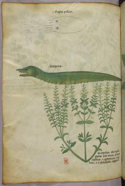 Botanisk illustration och djurillustration av en växt, en bläckfisk och en orm, ca 1440 (bläck och färg på pergament) av Italian School