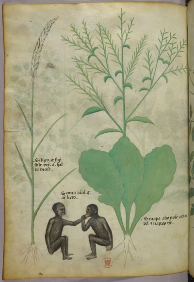 Botanisk illustration och djurillustration av en växt och två apor, ca 1440 (bläck och färg på pergament) av Italian School
