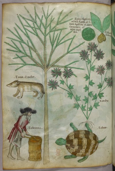 Botanisk illustration och djurillustration av växter, en sköldpadda, en man och ett annat djur, ca 1440 (bläck  färg på pergament) av Italian School