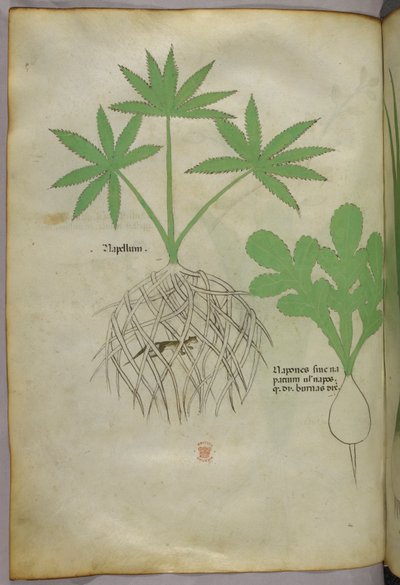 Botanisk illustration, ca 1440 (bläck  färg på pergament) av Italian School