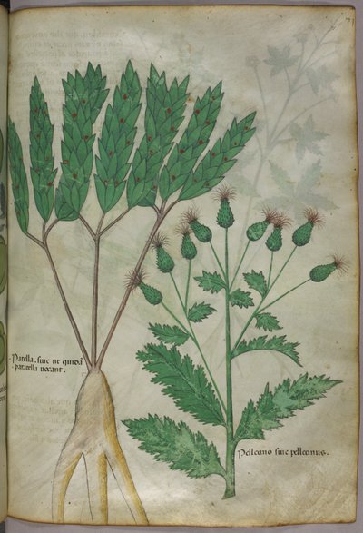 Botanisk illustration, ca 1440 (bläck  färg på pergament) av Italian School