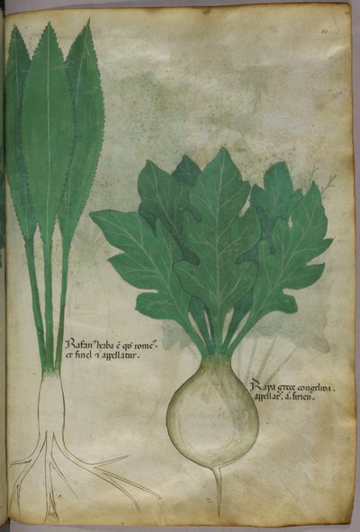 Botanisk illustration, ca 1440 (bläck  färg på pergament) av Italian School