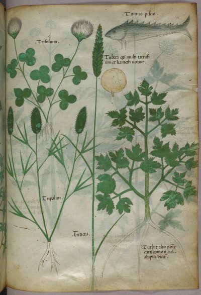 Botanisk illustration, ca 1440 (bläck  färg på pergament) av Italian School