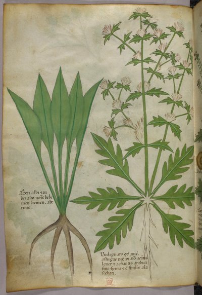 Botanisk illustration, ca 1440 (bläck  färg på pergament) av Italian School