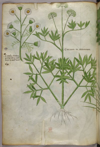 Botanisk illustration, ca 1440 (bläck  färg på pergament) av Italian School