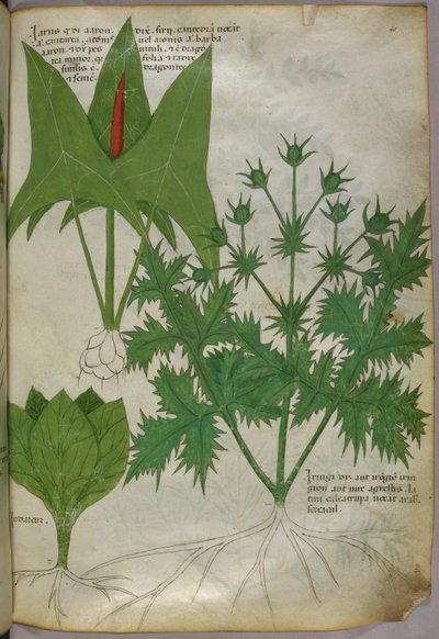 Botanisk illustration, ca 1440 (bläck  färg på pergament) av Italian School