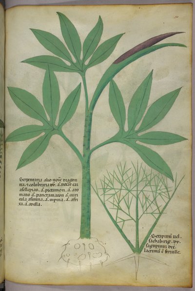 Botanisk illustration, ca 1440 (bläck  färg på pergament) av Italian School