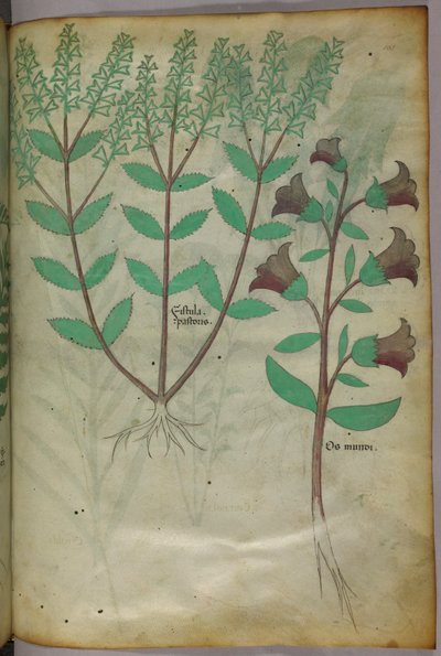 Botanisk illustration, ca 1440 (bläck  färg på pergament) av Italian School