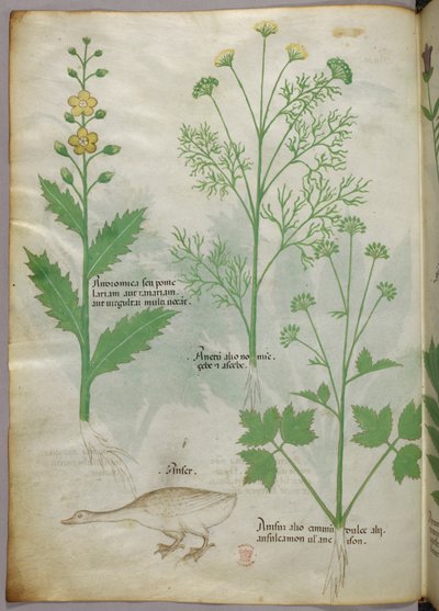 Botanisk illustration, ca 1440 (bläck  färg på pergament) av Italian School