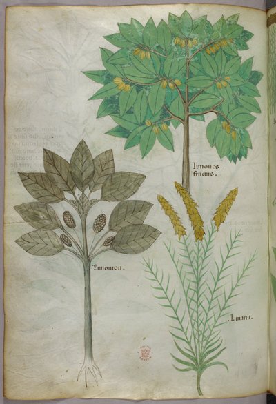 Botanisk illustration, ca 1440 (bläck  färg på pergament) av Italian School