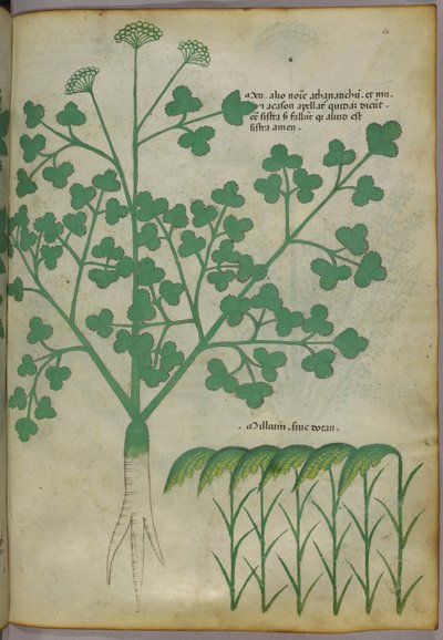Botanisk illustration, ca 1440 (bläck  färg på pergament) av Italian School