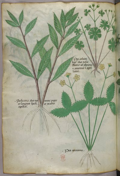 Botanisk illustration, ca 1440 (bläck  färg på pergament) av Italian School