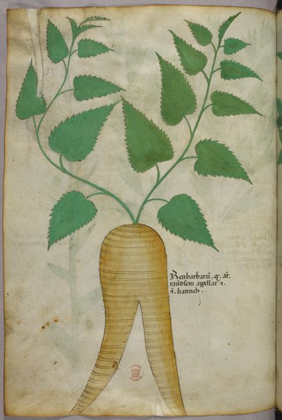 Botanisk illustration, ca 1440 (bläck  färg på pergament) av Italian School
