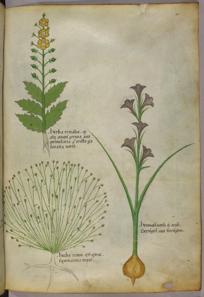 Botanisk illustration, ca 1440 (bläck  färg på pergament) av Italian School
