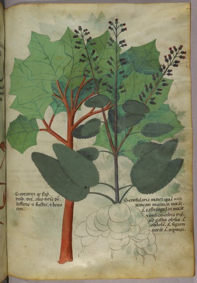 Botanisk illustration, ca 1440 (bläck  färg på pergament) av Italian School