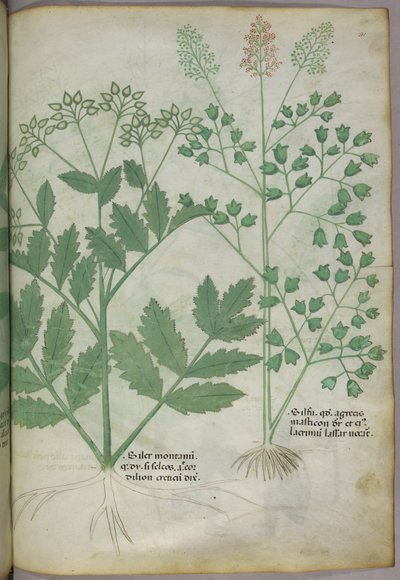 Botanisk illustration, ca 1440 (bläck  färg på pergament) av Italian School