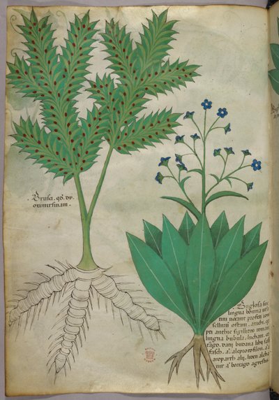 Botanisk illustration, ca 1440 (bläck  färg på pergament) av Italian School