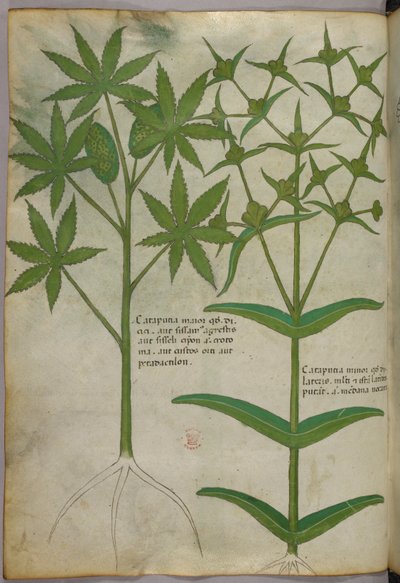 Botanisk illustration, ca 1440 (bläck  färg på pergament) av Italian School