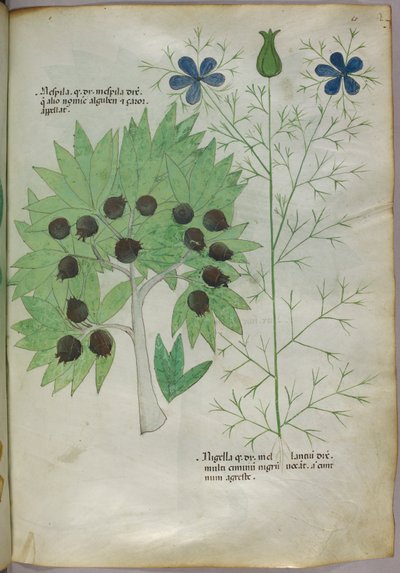 Botanisk illustration, ca 1440 (bläck  färg på pergament) av Italian School