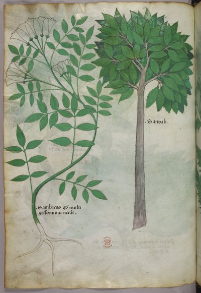Botanisk illustration, ca 1440 (bläck  färg på pergament) av Italian School