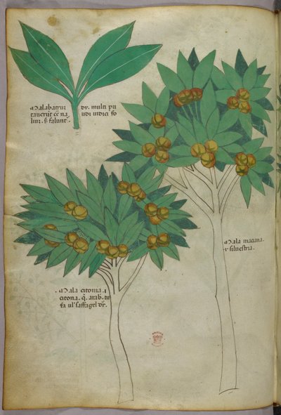 Botanisk illustration, ca 1440 (bläck  färg på pergament) av Italian School