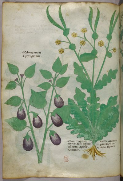 Botanisk illustration, ca 1440 (bläck  färg på pergament) av Italian School