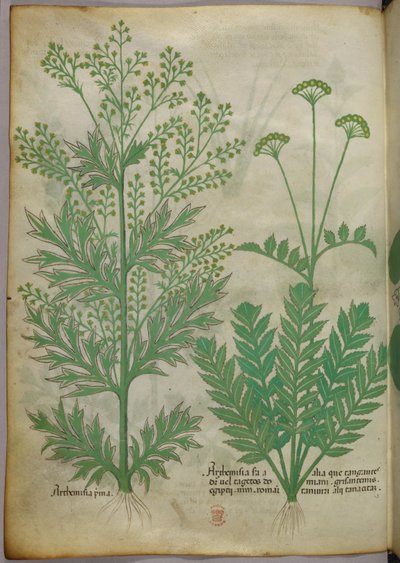 Botanisk illustration, ca 1440 (bläck  färg på pergament) av Italian School