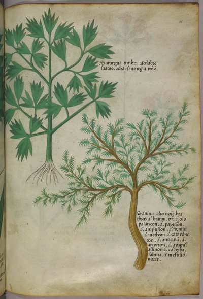 Botanisk illustration, ca 1440 (bläck  färg på pergament) av Italian School