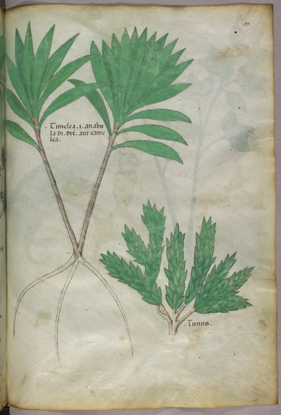 Botanisk illustration, ca 1440 (bläck  färg på pergament) av Italian School