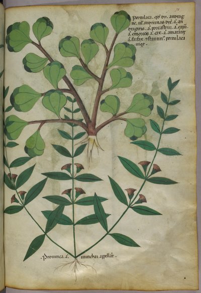 Botanisk illustration, ca 1440 (bläck  färg på pergament) av Italian School