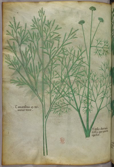 Botanisk illustration, ca 1440 (bläck  färg på pergament) av Italian School