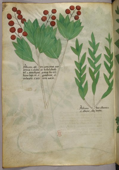 Botanisk illustration, ca 1440 (bläck  färg på pergament) av Italian School
