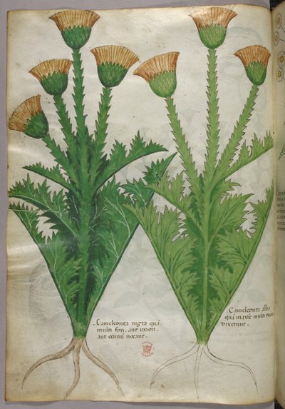 Botanisk illustration, ca 1440 (bläck  färg på pergament) av Italian School
