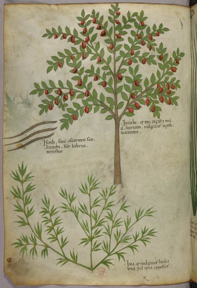 Botanisk illustration, ca 1440 (bläck  färg på pergament) av Italian School