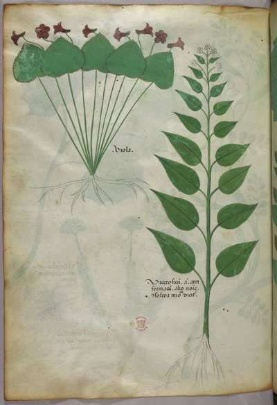 Botanisk illustration, ca 1440 (bläck  färg på pergament) av Italian School