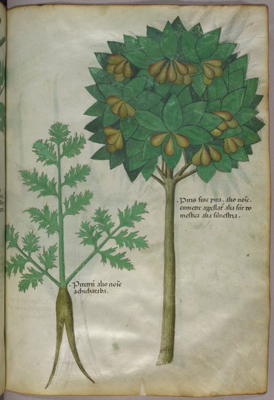 Botanisk illustration, ca 1440 (bläck  färg på pergament) av Italian School