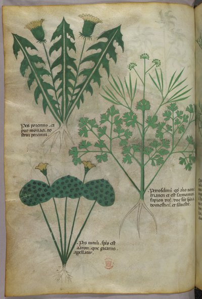Botanisk illustration, ca 1440 (bläck  färg på pergament) av Italian School