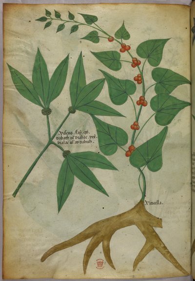 Botanisk illustration, ca 1440 (bläck  färg på pergament) av Italian School
