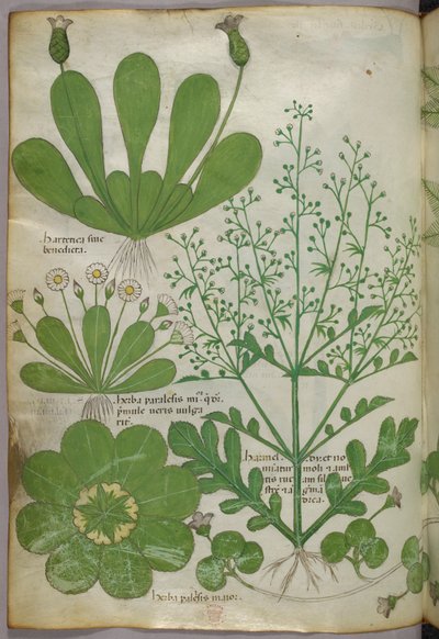 Botanisk illustration, ca 1440 (bläck  färg på pergament) av Italian School