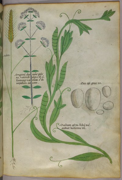 Botanisk illustration, ca 1440 (bläck  färg på pergament) av Italian School