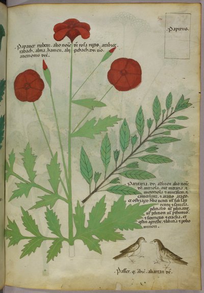Botanisk illustration, ca 1440 (bläck  färg på pergament) av Italian School
