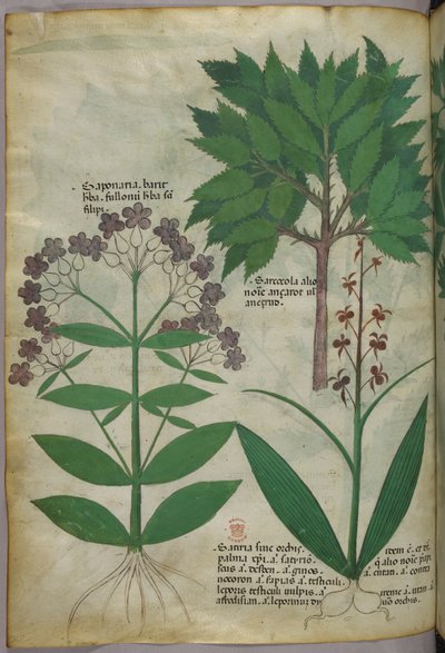 Botanisk illustration, ca 1440 (bläck  färg på pergament) av Italian School